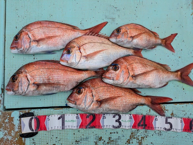 タイ(マダイ)・チダイ