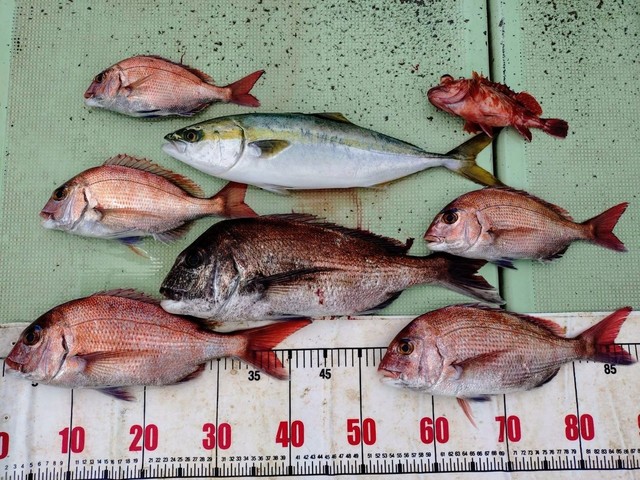 タイ(マダイ)・ハマチ(ブリ)