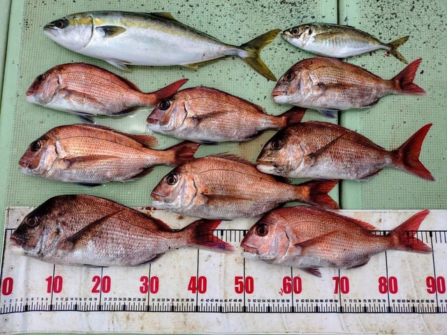 タイ(マダイ)・アジ(マアジ)・ハマチ(ブリ)