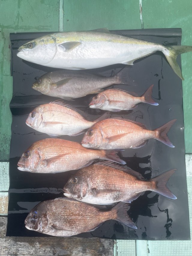 マダイ・メジロ(ブリ)・イサキ