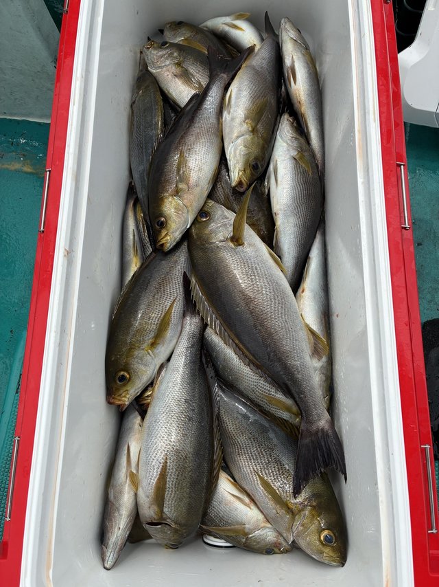 イサギ(イサキ)