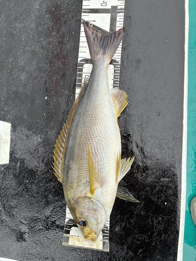 イサギ(イサキ)