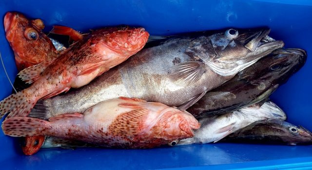 アラ・オニカサゴ