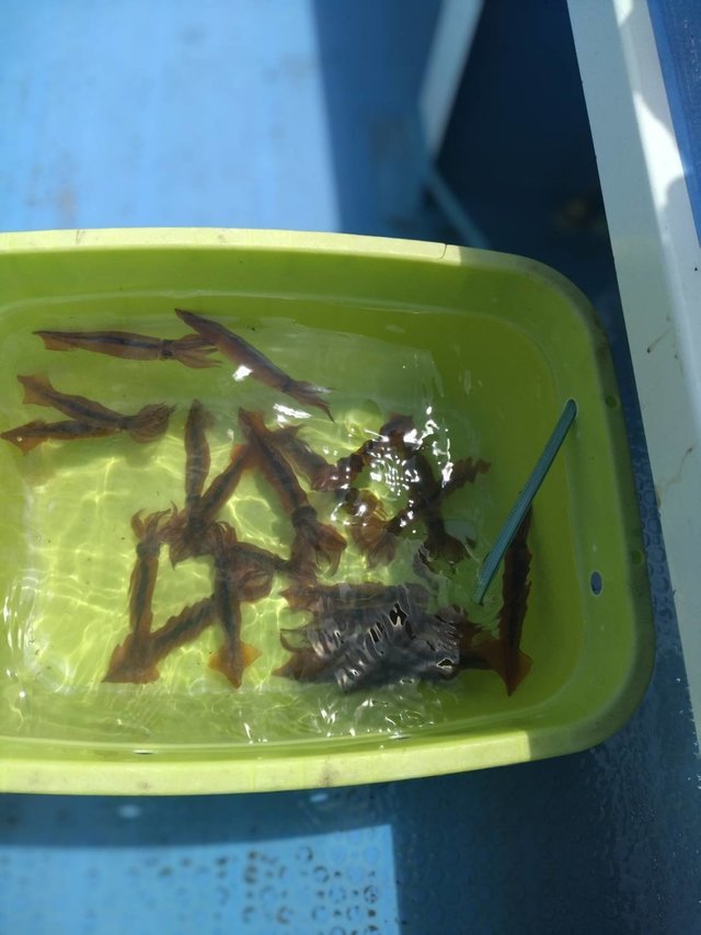 ムギイカ(スルメイカ)