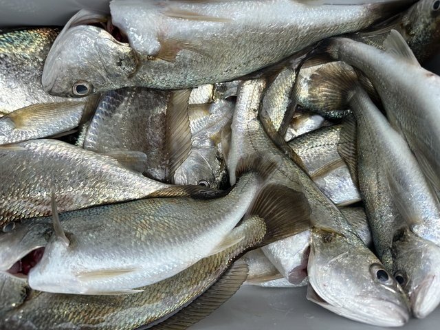 イシモチ(シログチ)