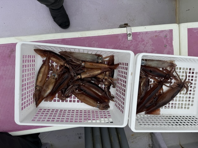 ムギイカ(スルメイカ)