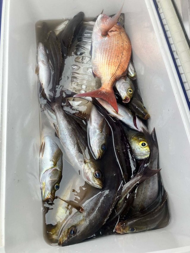 マダイ・イサキ