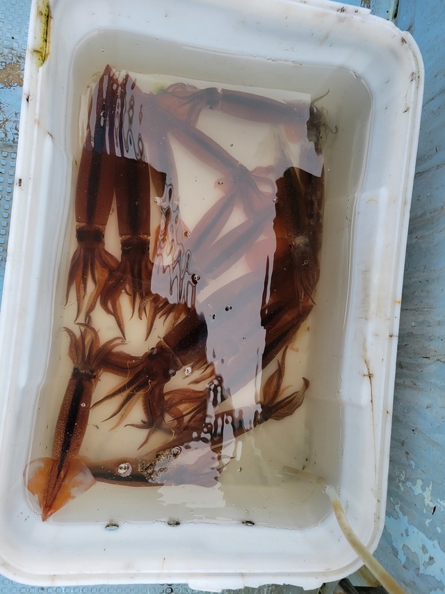 ムギイカ(スルメイカ)