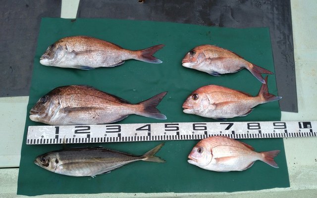 マダイ・チダイ・マアジ