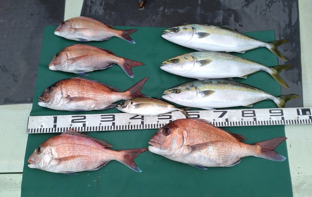 マダイ・マアジ・ハマチ(ブリ)