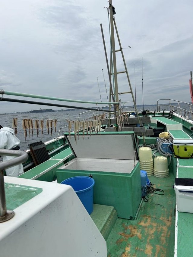 ムギイカ(スルメイカ)