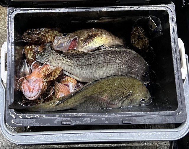 クロダイ・コショウダイ・カサゴ・メバル