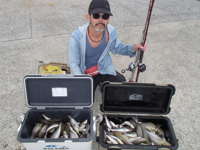 マアジ・イサキ