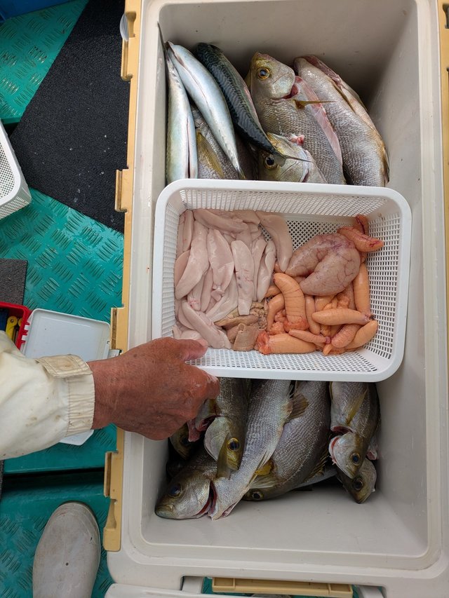 イサキ・サバ(ゴマサバ)