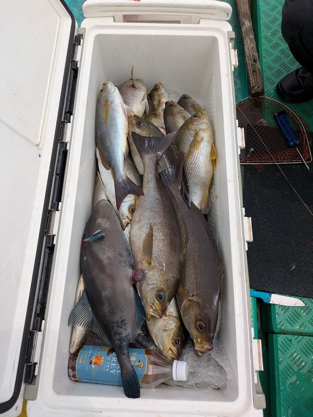 イサキ・ウマヅラハギ