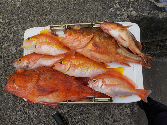 カンコ(ウッカリカサゴ)