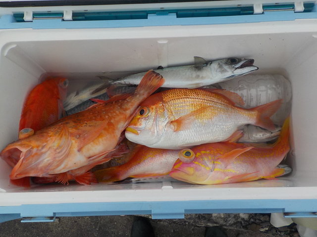 カンコ(ウッカリカサゴ)