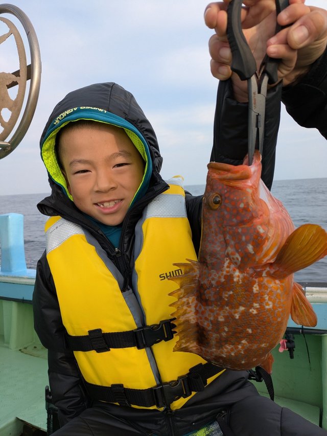 アコウ(キジハタ)