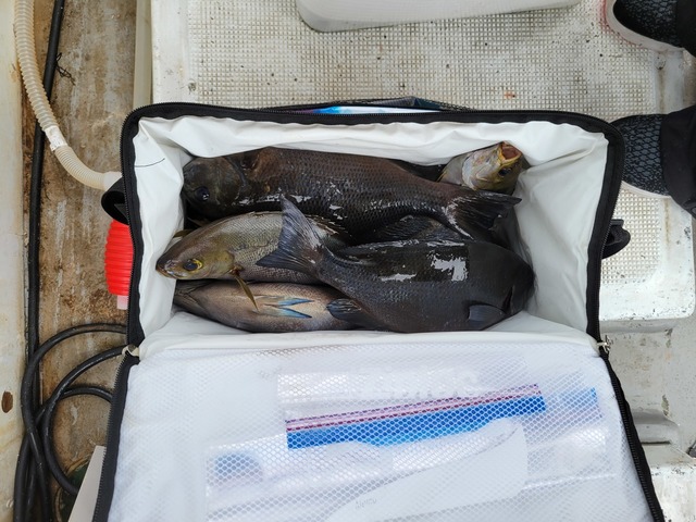 メジナ・イサキ