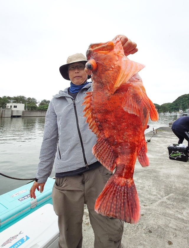 カンコ(ウッカリカサゴ)