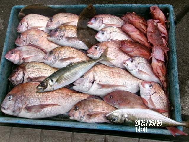 マダイ・ハナダイ(チダイ)・クロダイ・アジ(マアジ)・カサゴ