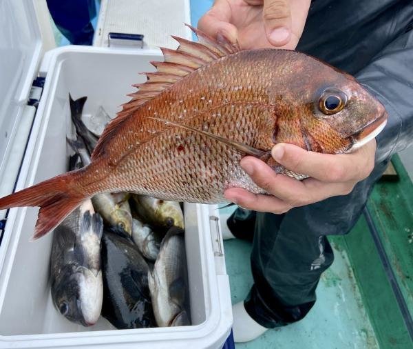 マダイ・クロダイ・メジナ・イサキ