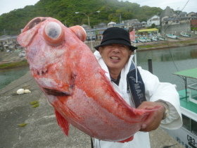 ベニアコウ(オオサガ)