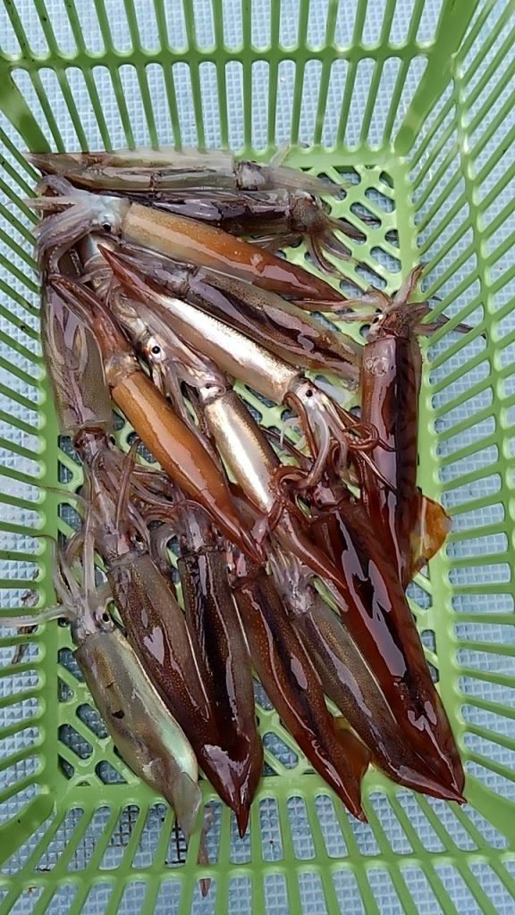 ムギイカ(スルメイカ)