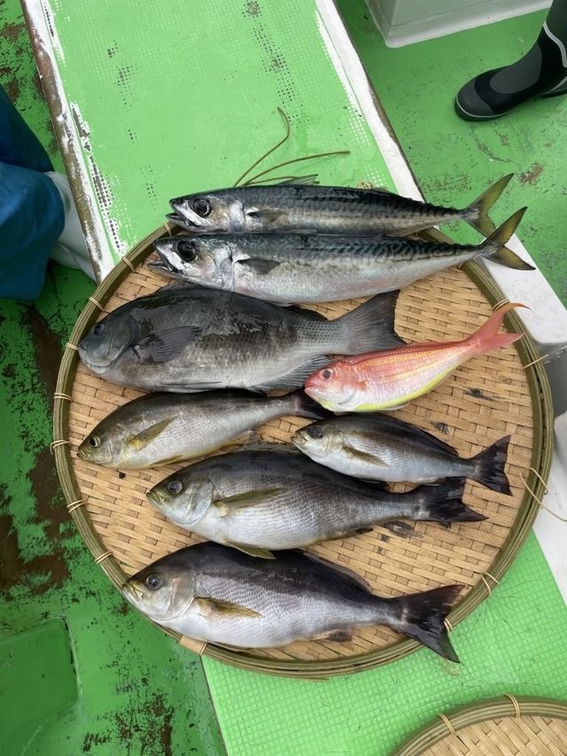 メジナ・イサキ・イトヨリ(イトヨリダイ)・サバ(ゴマサバ)