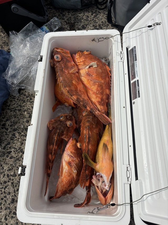 ボッコ(カサゴ)