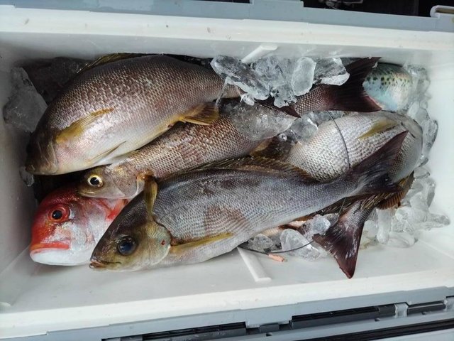 ヒメダイ・イサキ