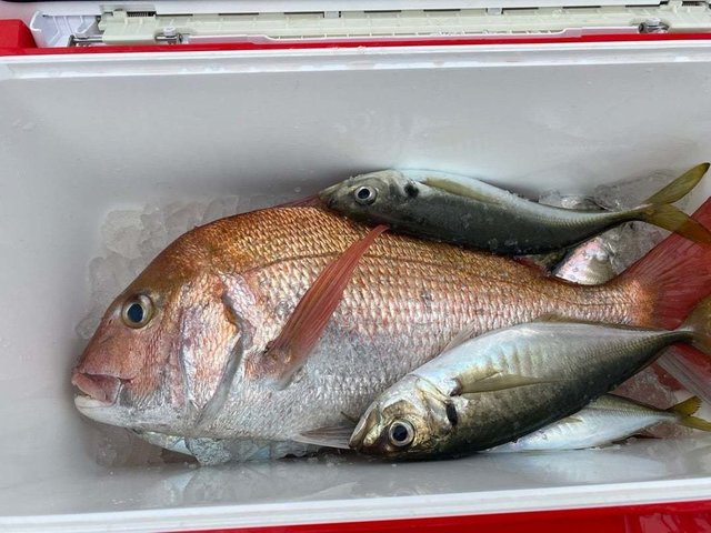 マダイ・マアジ