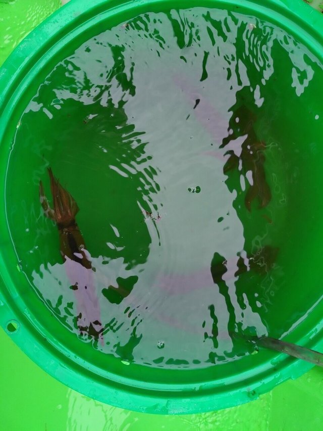 ムギイカ(スルメイカ)