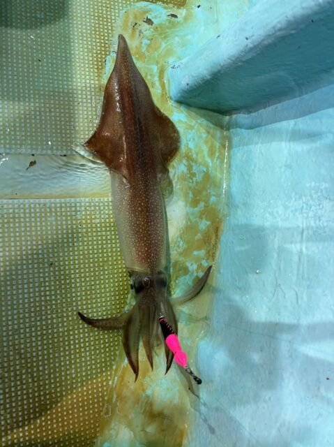 マイカ(ケンサキイカ)