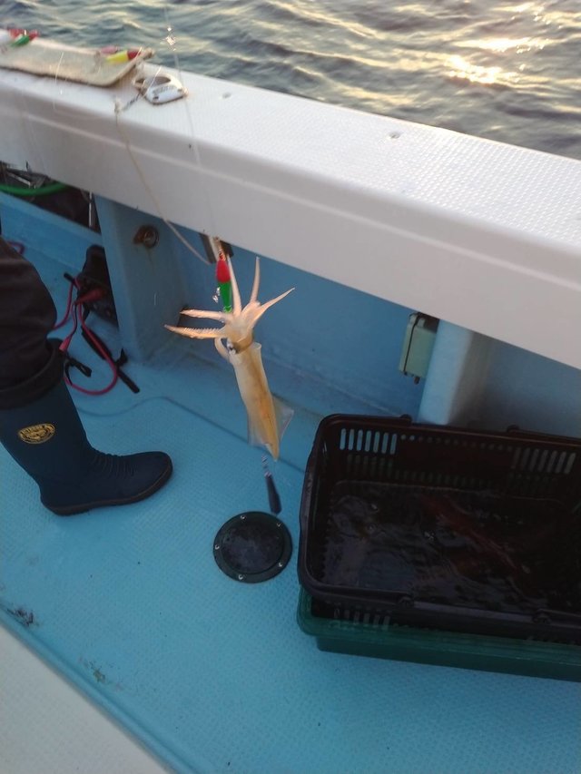 イカ(ヤリイカ)