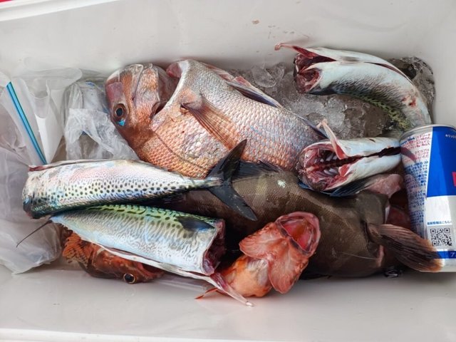 マダイ・マハタ・カサゴ・サバ(ゴマサバ)