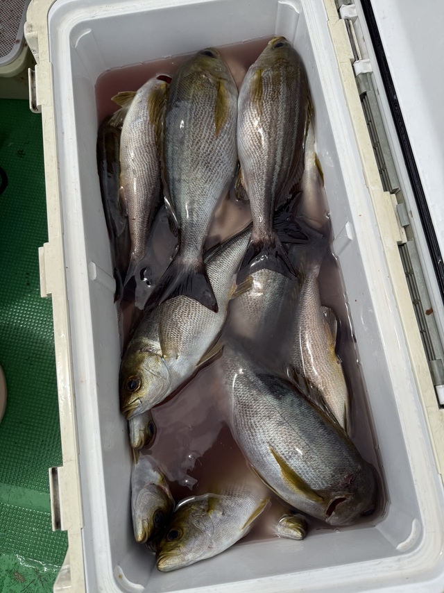 イサギ(イサキ)