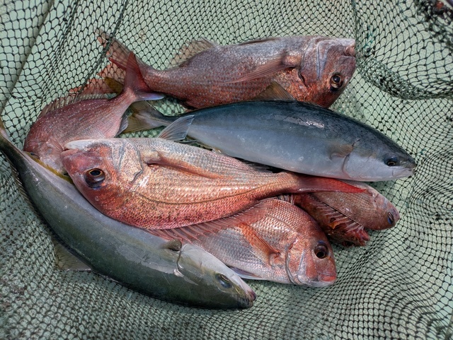 タイ(マダイ)・ハマチ(ブリ)