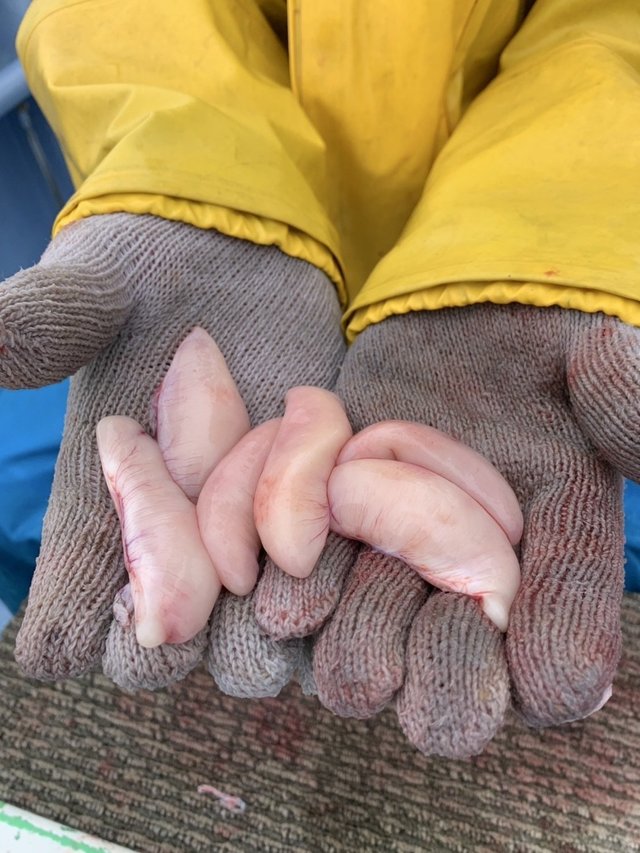 ショウサイフグ