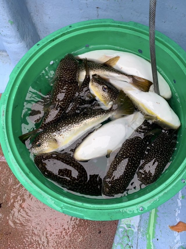 ショウサイフグ