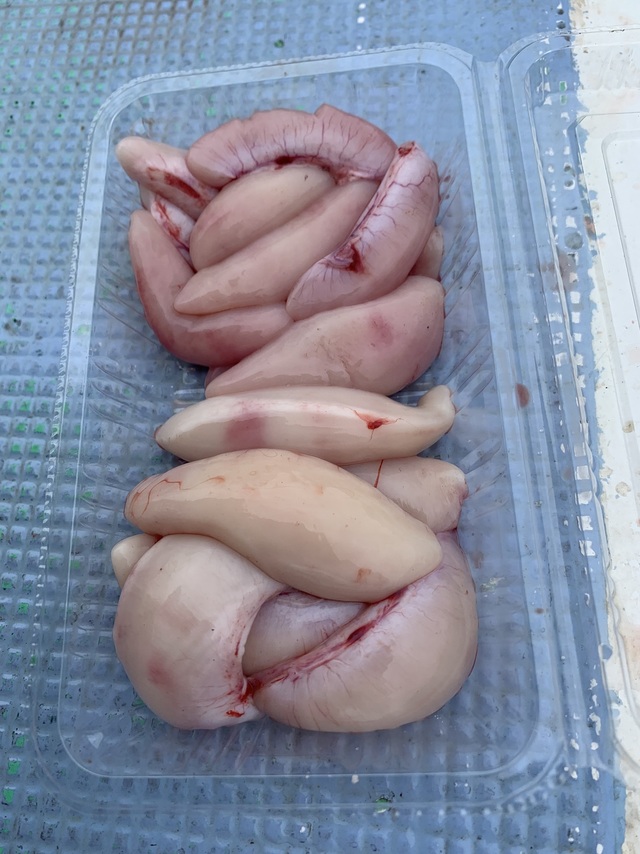 ショウサイフグ