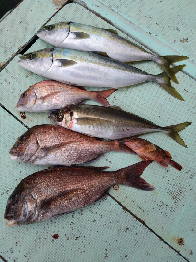 タイ(マダイ)・アジ(マアジ)・ハマチ(ブリ)