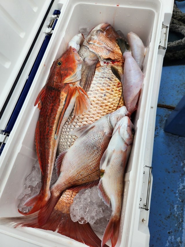 マダイ・ハナダイ(チダイ)・ホウボウ