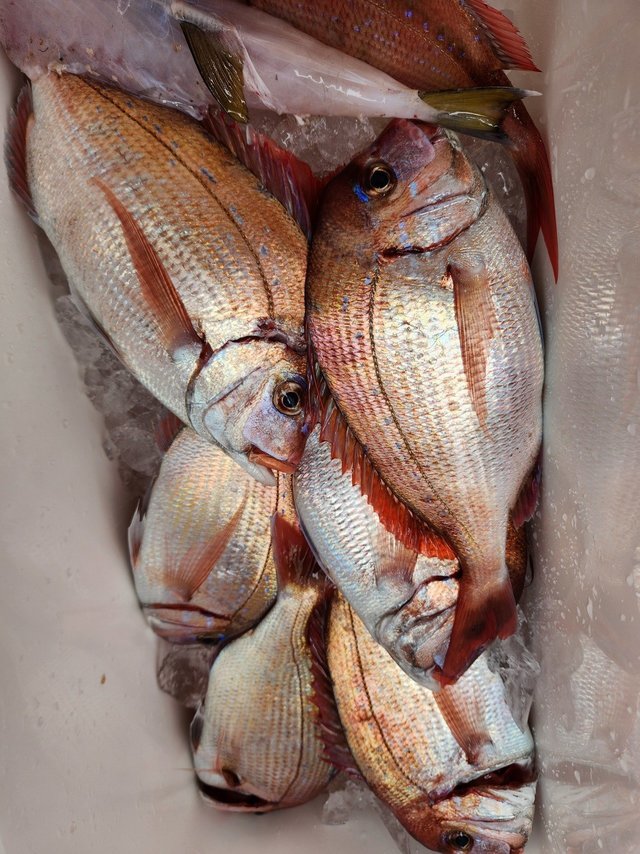 マダイ・ハナダイ(チダイ)