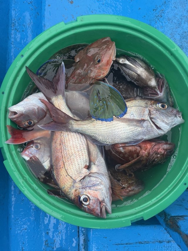 マダイ・カサゴ・ホウボウ