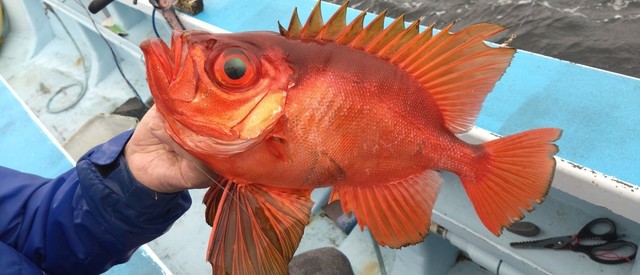 キントキ(チカメキントキ)