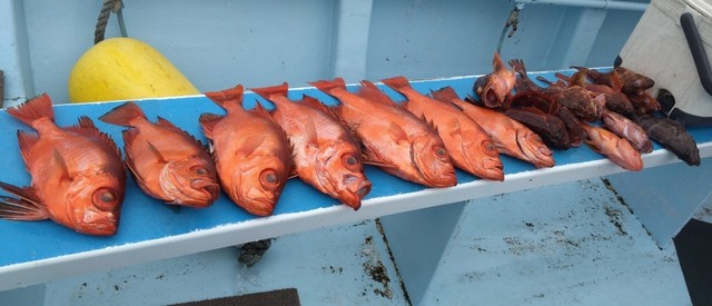 キントキ(チカメキントキ)・カサゴ