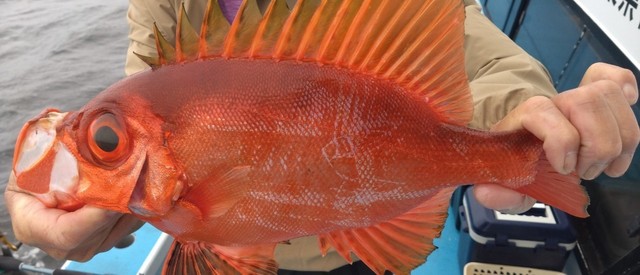 キントキ(チカメキントキ)