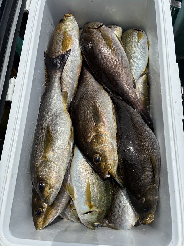 イサギ(イサキ)