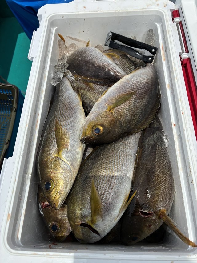 イサギ(イサキ)